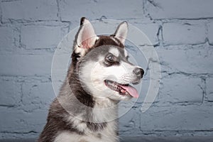 Theme pet puppy dog home. Funny active baby husky female black and white, three months old, is playing on a gray sofa in the