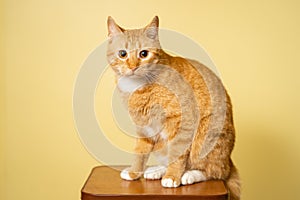 The theme of pets, love and protection of animals. Ginger cat posing on yellow background in studio. Cute orange cat