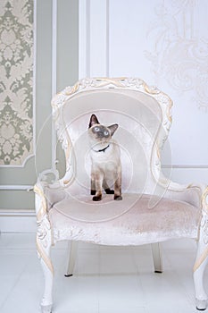 The theme of wealth and luxury. The impudent narcissistic cat of breed Mekong Bobtail poses on a vinage chair in an expensive