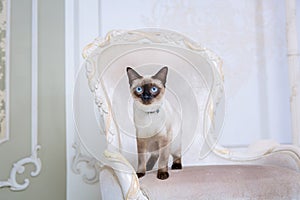 The theme of wealth and luxury. The impudent narcissistic cat of breed Mekong Bobtail poses on a vinage chair in an expensive