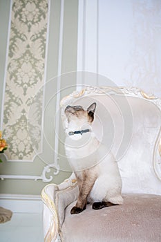 The theme of wealth and luxury. The impudent narcissistic cat of breed Mekong Bobtail poses on a vinage chair in an expensive