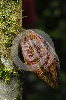 Cacao baccelli crescente un albero valigia 