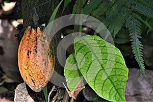 Theobroma cacao, also called the cacao tree or Kakobaum