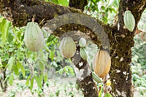 Theobroma-cacao; Natural harvest, cocoa plant with hanging fruits