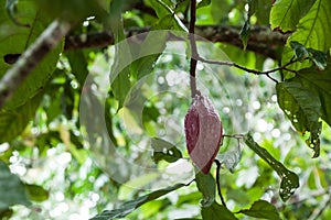 Theobroma-cacao; Natural harvest, cocoa plant with hanging fruits