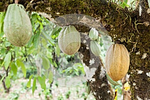 Theobroma-cacao; Natural harvest, cocoa plant with hanging fruits