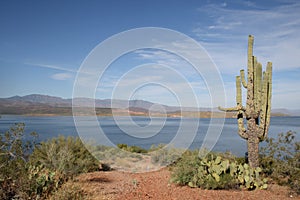 Theodore Roosevelt Lake and saguaro