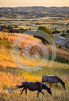 Theodore Roosevelt National Park,