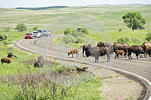 Theodore Roosevelt National Park - North Unit - buffalo in road