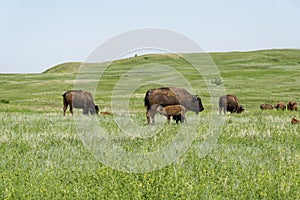 Theodore Roosevelt National Park - North Unit - nursing buffalo