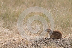 Theodore Roosevelt National Park Prairie Dogs