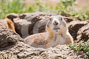 Theodore Roosevelt National Park Prairie Dogs