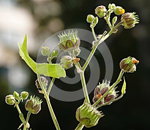 Theophrastus cable car - plant flower