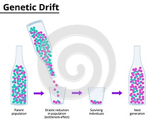 Theory of genetic drift. Bottleneck effect.