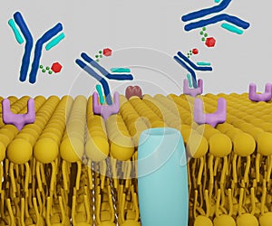 theranostic radiopharmaceuticals on lipid bilayer 3d rendering photo