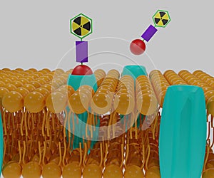 A radionuclide is combined with a targeting vector (Binding molecule) photo