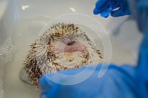 Therapeutic bath for a shy and morbidly obese, curled up african male hedgehog at the vet