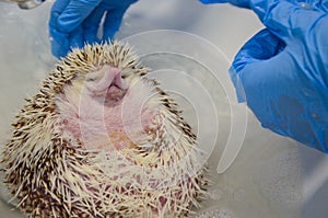 Therapeutic bath for a shy and morbidly obese, curled up african male hedgehog at the vet photo