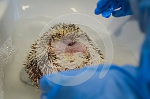 Therapeutic bath for a shy and morbidly obese, curled up african male hedgehog at the vet photo