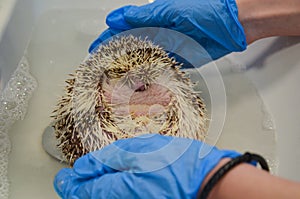 Therapeutic bath for a shy and morbidly obese, curled up african male hedgehog at the vet photo