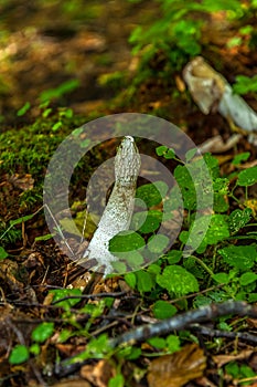 The therapeutic mushroom `Veselka` Phallus with a white hat, growing in the Bialowieza National Park