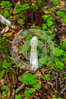 The therapeutic mushroom `Veselka` Phallus with a white hat, growing in the Bialowieza National Park