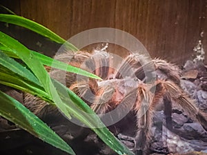 Theraphosa apophysis is a species of spider in the family Theraphosidae, found in Venezuela. It is known as the pink foot goliath