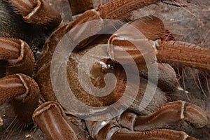 Theraphosa stirmi spider close up