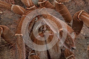 Theraphosa stirmi spider close up