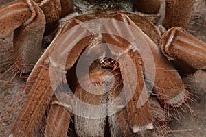 Theraphosa stirmi spider close up