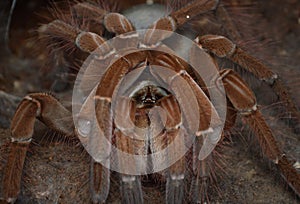 Theraphosa stirmi spider close up