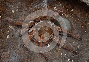 Theraphosa stirmi spider close up