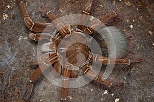 Theraphosa stirmi spider close up