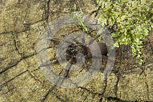 Theraphosidae, Silent Valley National Park, Kerala