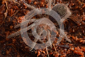 Theraphosidae sp. Roatan