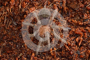 Theraphosidae sp. Roatan