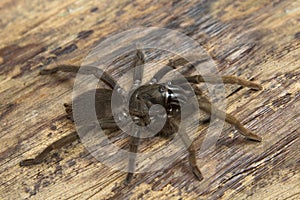 Theraphosidae, Valparai, Tamil nadu, India. A burrow dwelling tarantula found along mud escarpments along road and tea estates