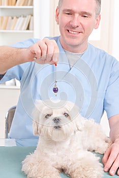 Therapist or vet using pendulum