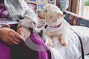 Therapy pet dog on couch next to elderly person in retirement re