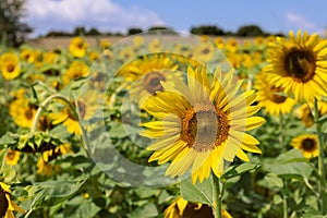 There are about 70 species of sunflowers Helianthus annuus existing on our Planet nowadays