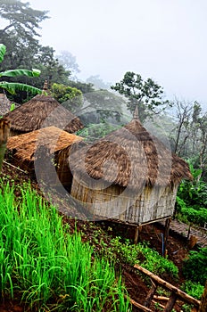 There are Akha homestays located on a hillside covered and foggy background at Doi Sa Ngo ,Chiang Rai.