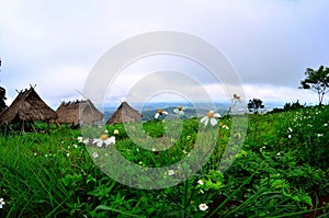 There are Akha homestays located on a hillside covered and foggy background at Doi Sa Ngo ,Chiang Rai , Thailand