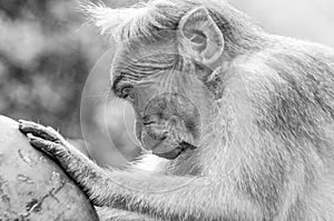 Is there any left - a macaque inspects his coconut`s interior - black and white