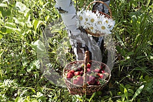 There is a basket of strawberries in the grass under a birch tree.