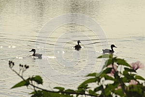 There beautiful avians are on three different ways upon a beautiful lake in the dusk. Fearful water birds are hard tp capture