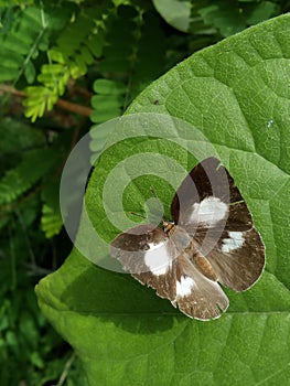 There is beautiful black  butterfly on the green leaves