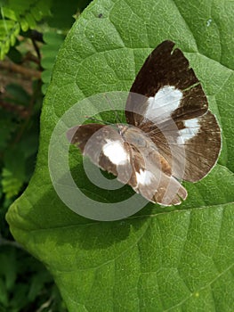 There is beautiful butterfly on the green leaves