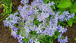 There is a beautiful divaricata phlox on the flower bed - wild sweet William - forest phlox - wild blue phlox.