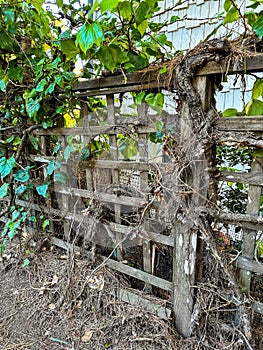 Wooden rustic fence with plants growing on it