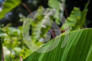 There is a big red Dragonfly grasshopper sitting on the green banana leaves. Images of natural beauty